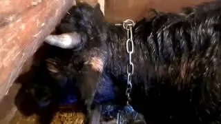 КРС. Лечение.