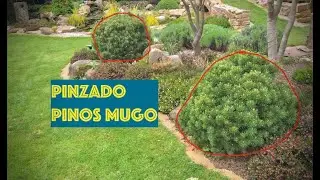 pinzado pino mugo