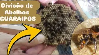 GUARAIPO with HUGE DISCS😲😲 DIVISION 1 for 1 MATRIX Show. #meliponiculture 🇧🇷