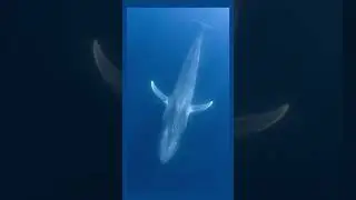 Heaviest animal on earth 