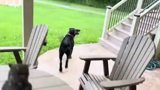 Got the doodles outside to play ball this evening!