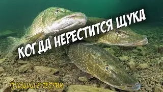 Fishing in Theory: When Pike Spawn and How Many Times a Year