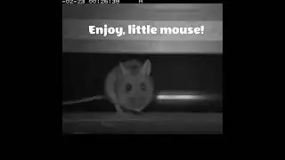 Mouse eating insect under the forest floor