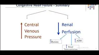 Hemodynamic disorders 2.