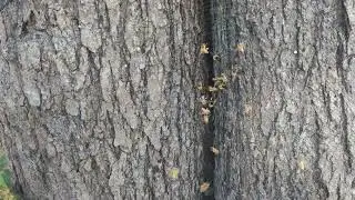 July 2022 honey bee tree trapout