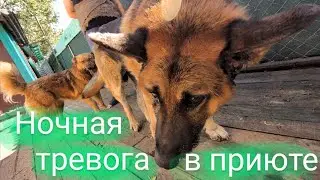 Ночная тревога в приюте