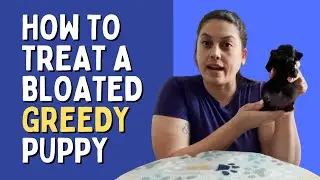 Dealing With GREEDY Puppies Step By Step