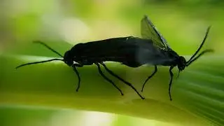 Phymatocera aterrima (Konvallbladveps)