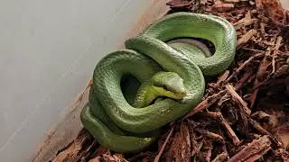 Red-Tailed Green Rat Snake Female 2024