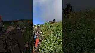 Табун лошадей по дороге к Оштену