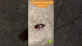 так выглядит огромный летающий таракан в Турции