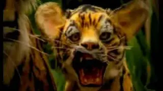 MaryFranceBodyline Tiger