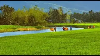 thương nhớ đồng quê / nostalgia for countryland (1995)