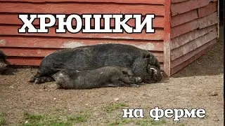 Ферма 