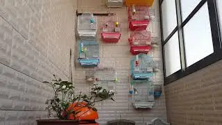 صوت كنار رائع جدا جدا