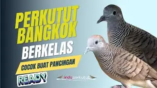suara burung perkutut bangkok gacor cocok buat pancingan