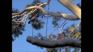INTERCONNECTIONS by MC   Western Australia