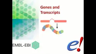 Virtual Workshop - The Ensembl Genome Browser - (2021): Webinar 2 - Genes and Transcripts