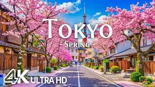 Spring in Tokyo, Japan 4K 🌸 Discover Cherry Blossoms, Peaceful Streets & Timeless City Views