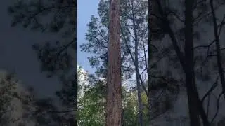 Some trees are just too stubborn to take down #homesteading