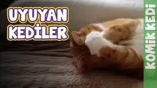 Komik Kediler: Uyuyan Kedi