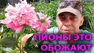 Полейте так ПИОНЫ в июне и продлите ЦВЕТЕНИЕ огромных ароматных бутонов / подкормка пионов