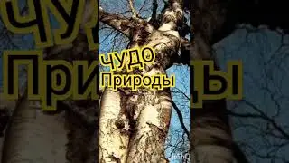 Что только не сотворит природа!!!#shorts