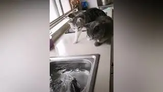 Рыбе Не Понравились Коты, Которые За Ней Наблюдали