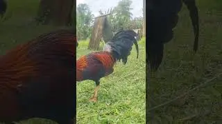 Yellow legged hatch #rooster #chicken #animals #farm #farmer #ylh #farmlife #bukag