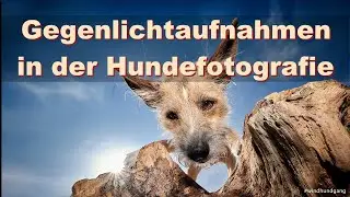 Flashing backlit in dog photography