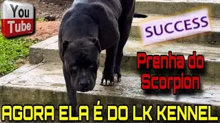 🚂 LK Kennel comprou a maior matriz do canil prenha do Scorpion