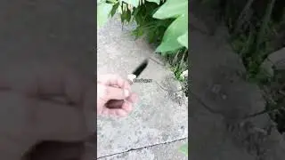 По мотивам карачаевского ножа бычак.В продаже,ватсап 9187190085