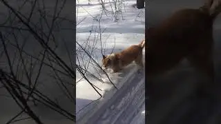 Прогулка с ЗСЛ «жуля» и «буся»