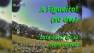 Tree / Branch Gaps -  A Figueira! (re-uploaded)