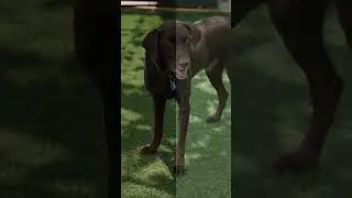 Dogs Barking Sound Compilation (See How Your Dog RESPOND) #shorts