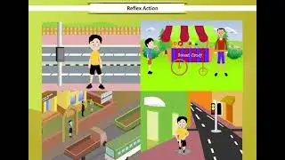 Reflex Action and Reflex Arc | Control and Coordination