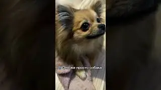 #tiktok #reaction #собака #pomeranian #smile #шпиц