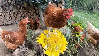 Куры-несушки на хуторе. Первый опыт и выводы