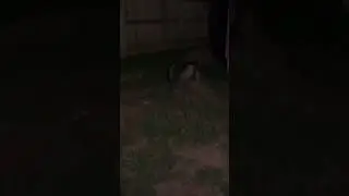 Una CRIATURA deja a su PERRO PARALIZADO 😧💀 #miedo #shorts