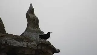 Chova piquirroja   Abril 2018   Fortanete