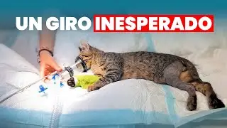 Cuando Todo Iba Bien… Ocurrió Esto Con Tino !