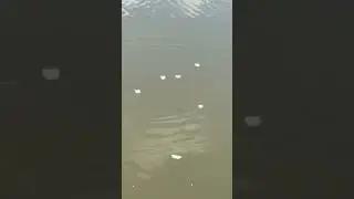 Плотва в пруду