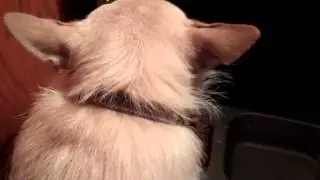 The World's Grumpiest Dog!!!