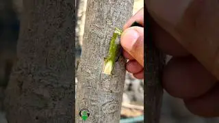Grafting fruit tree best method 