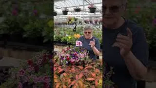 How Often Should You Water Your Hanging Baskets