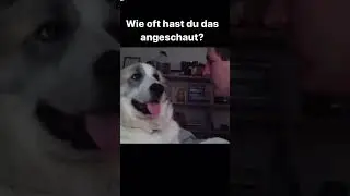 Dog slap its owner