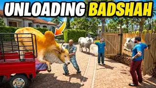 MANDI 2025: When Badshah Met Raja | Jimmy Got Angry - GTA 5 Mods