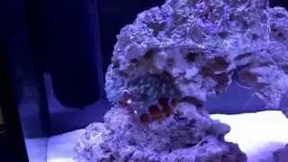 Clowns Explore Anemone for First Time
