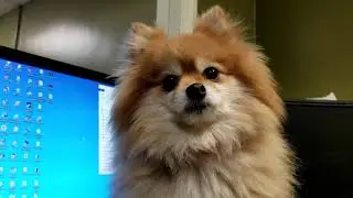 Cute dog. My new friend.