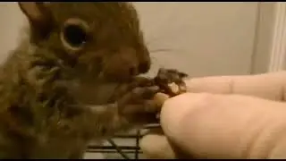 Peanut the squirrel killed by New York DEC authorities | Mississippi Wildlife